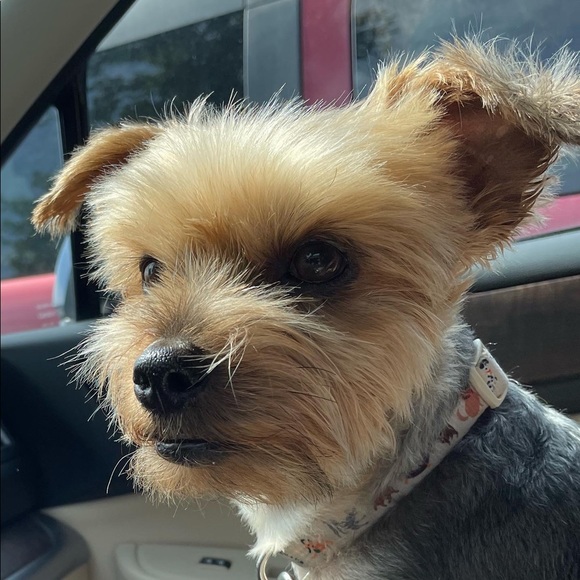 Meet your Posher, Julie - Picture 5 of 5